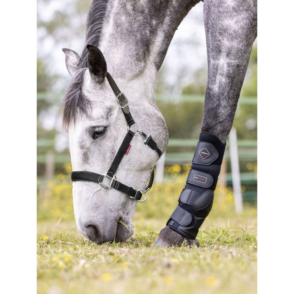 LeMieux Halster Break Away Zwart