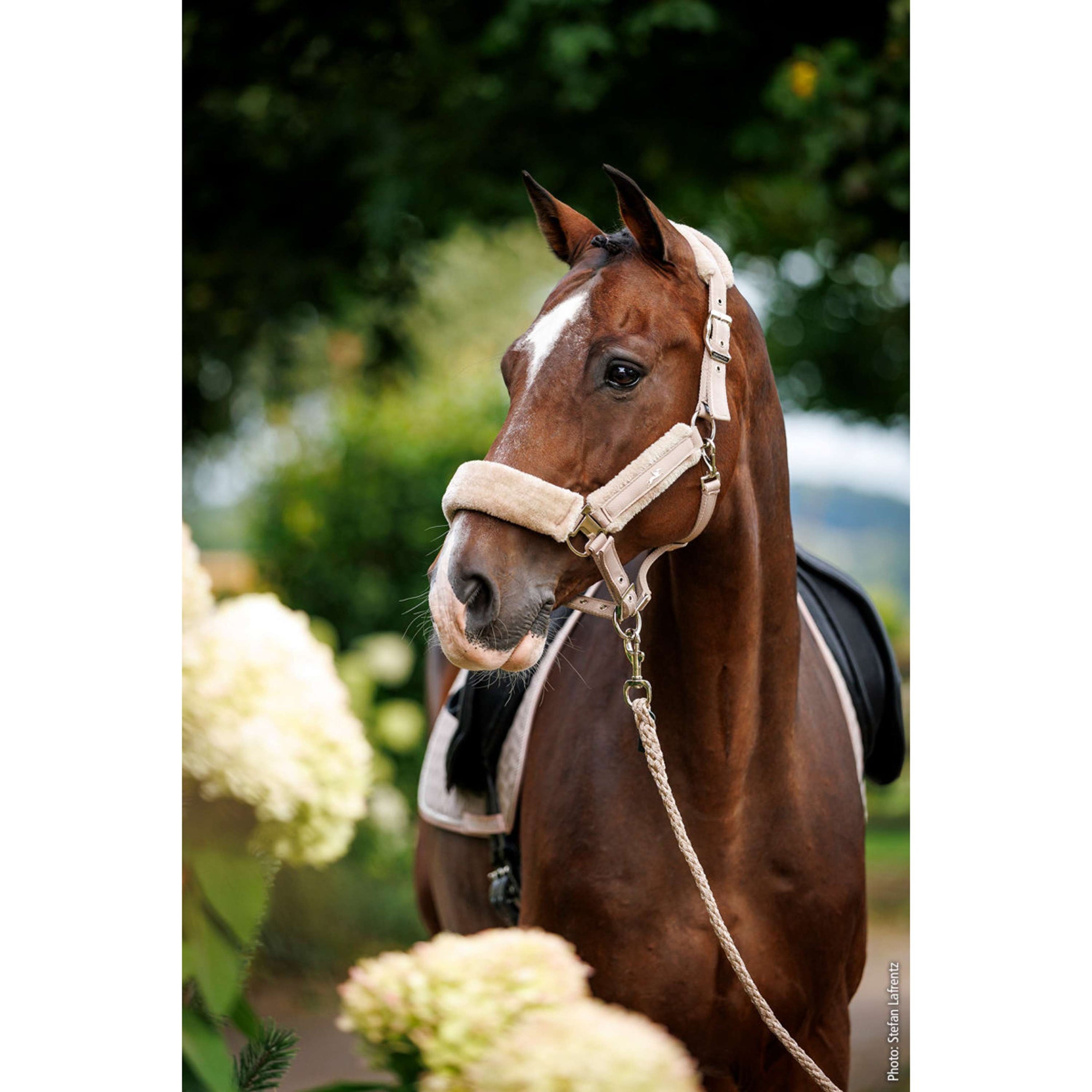 Schockemöhle Halster SP Melbourne Soft Style Pale Pink