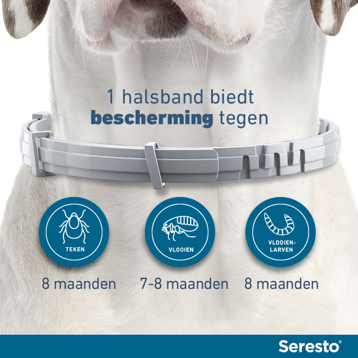 Seresto Teken en Vlooien Halsband Kleine Hond