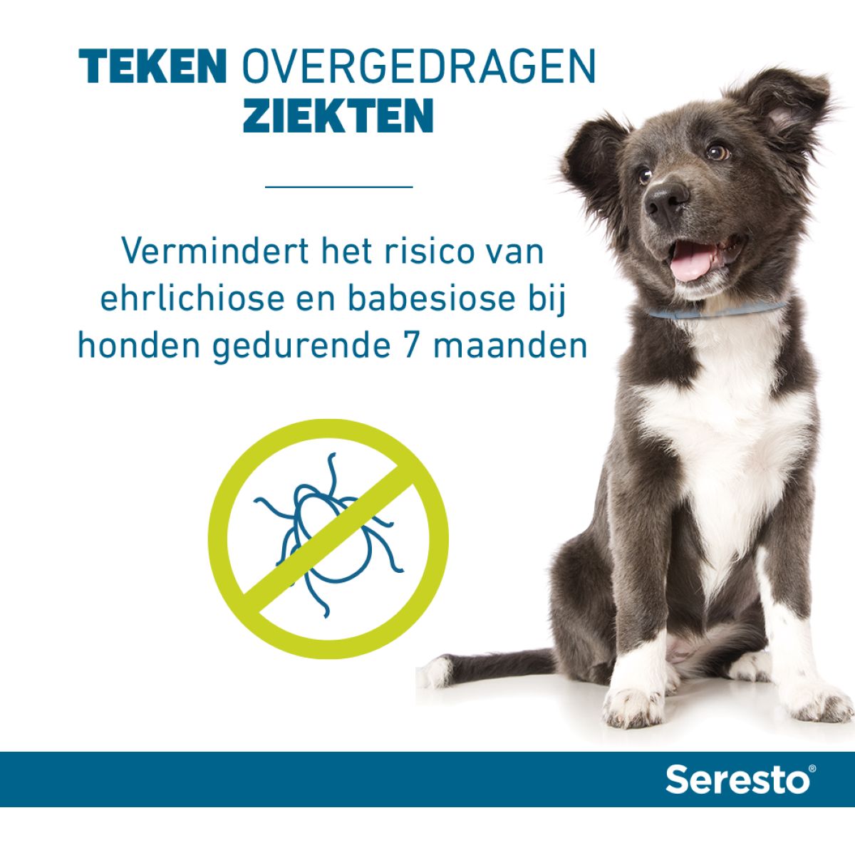 Seresto Teken en Vlooien Halsband Kleine Hond