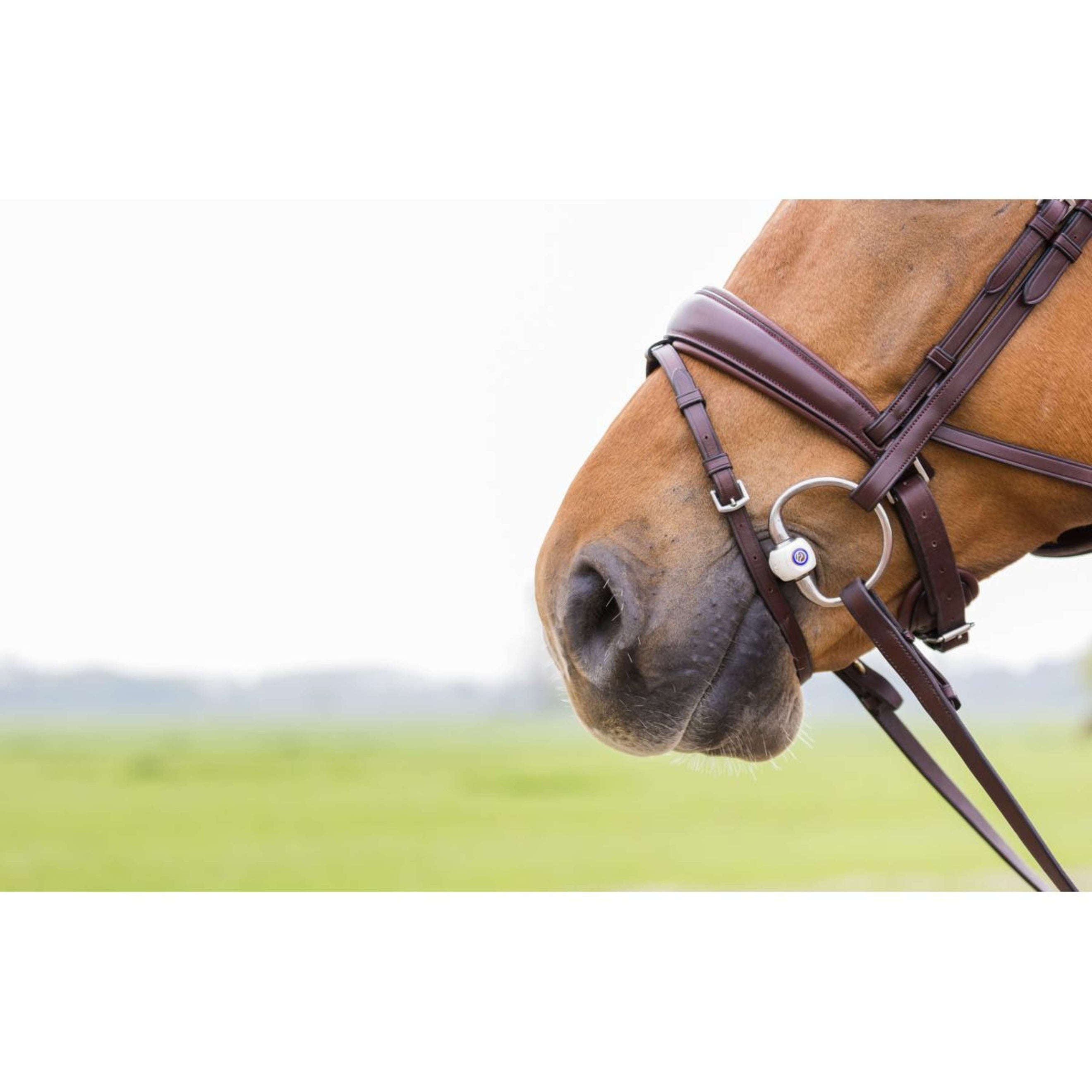 Trust Bus Stang Inno Sense Flexi Soft Trust Bus Stang Inno Sense Flexi Soft