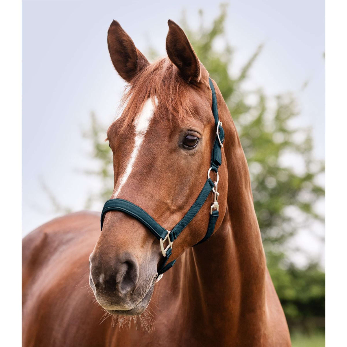 Waldhausen Halster Perlon Satin Petrol Blue