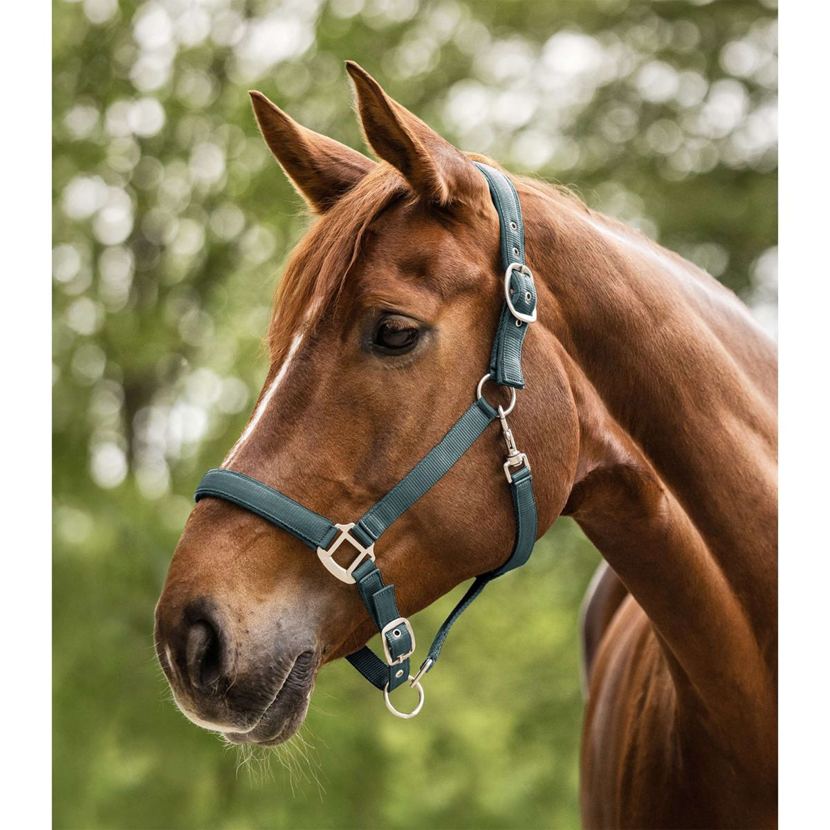 Waldhausen Halster Satin Pine Green