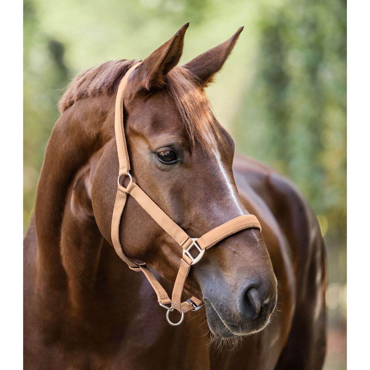 Waldhausen Halster Satin Peach