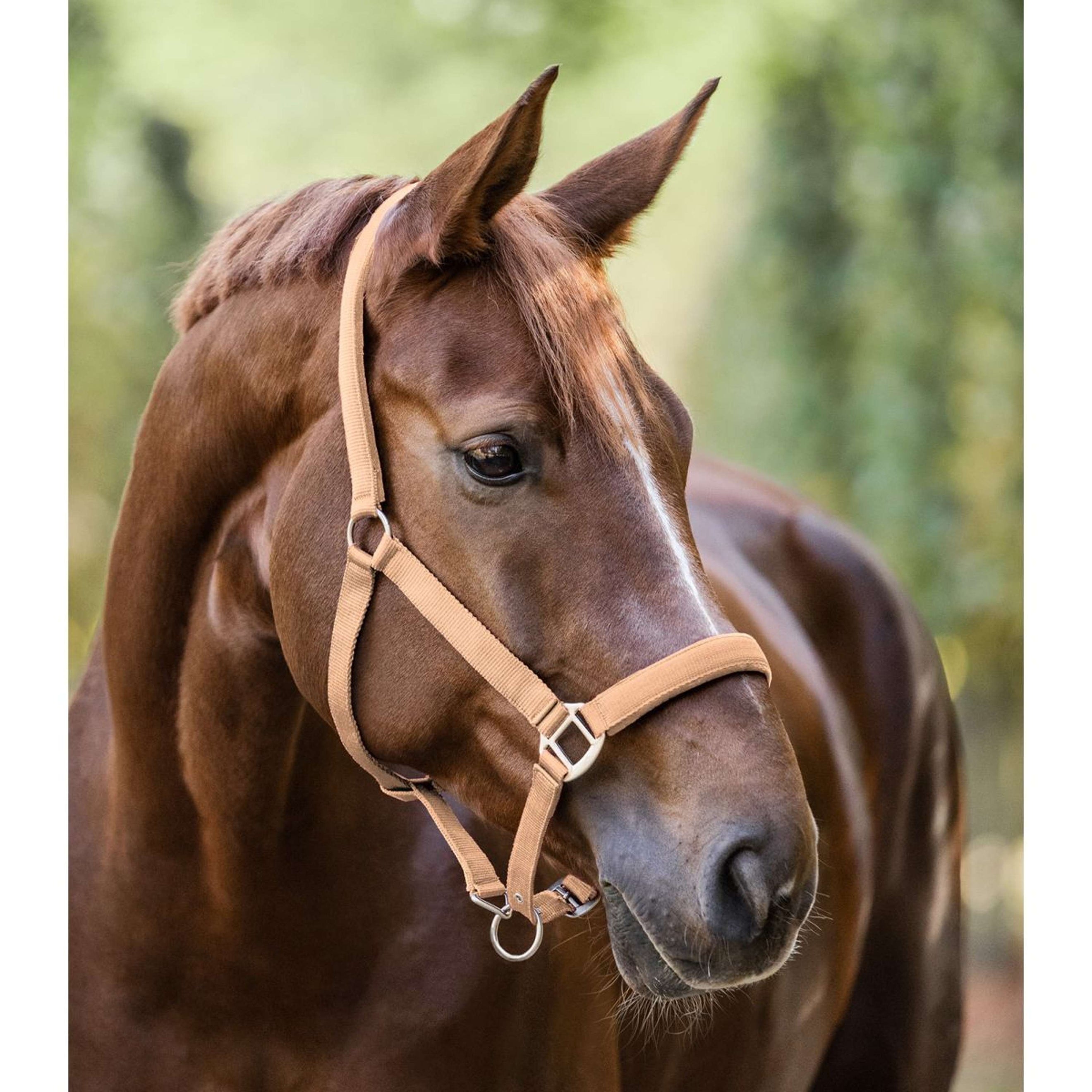 Waldhausen Halster Satin Peach