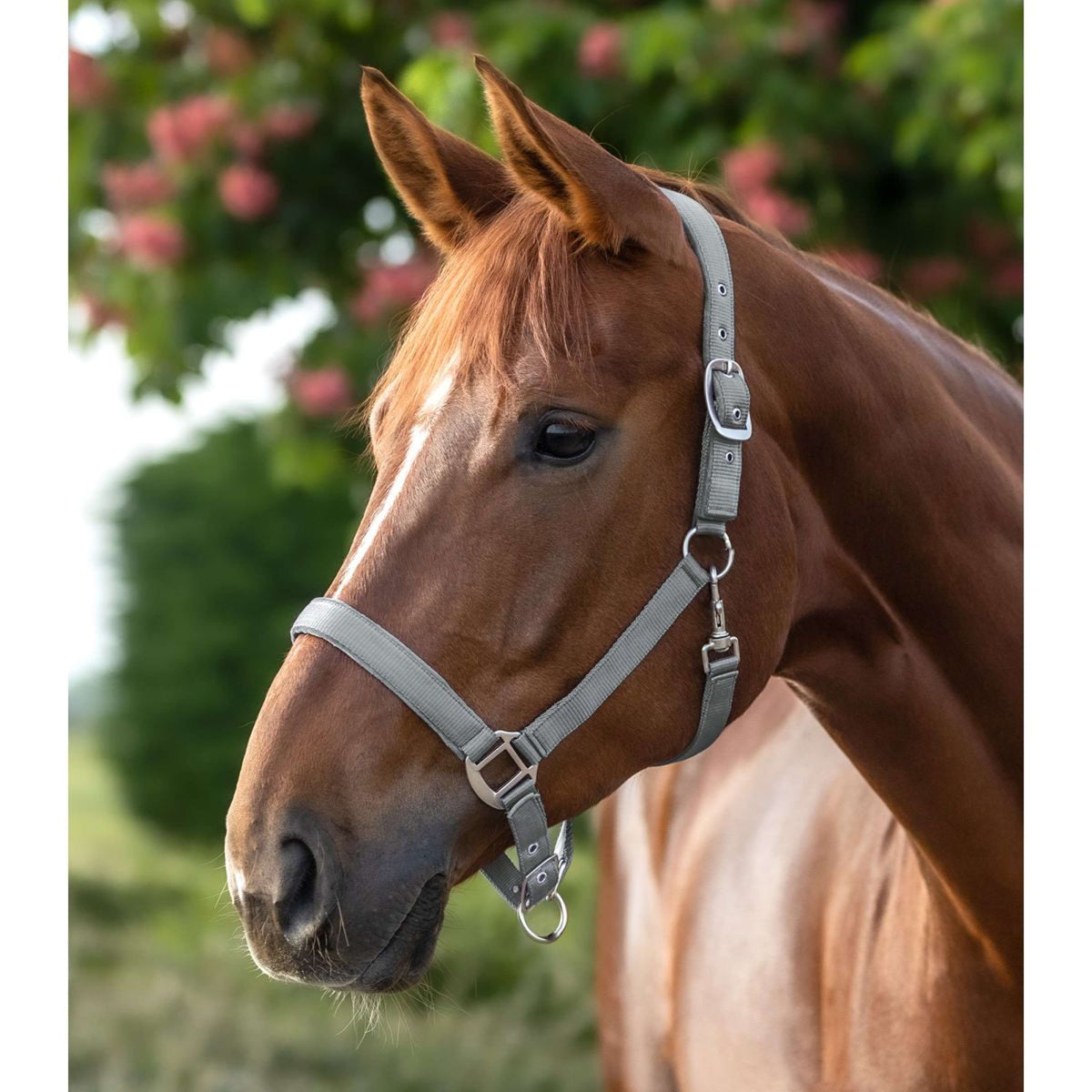Waldhausen Halster Satin Chrome Grey