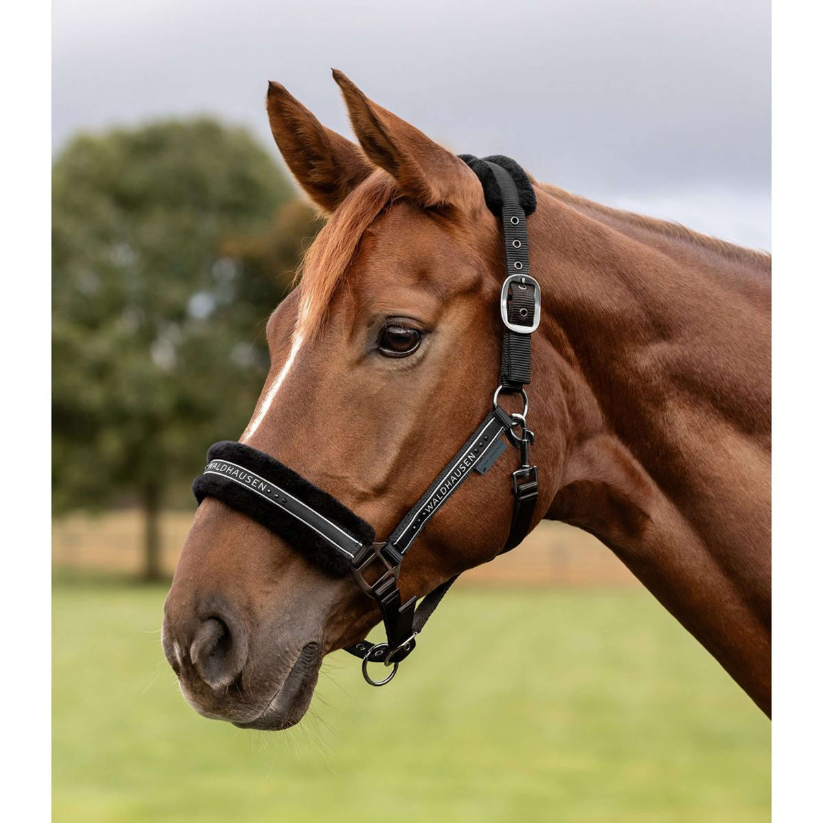 Waldhausen Halster Elegant Zwart/Zwart