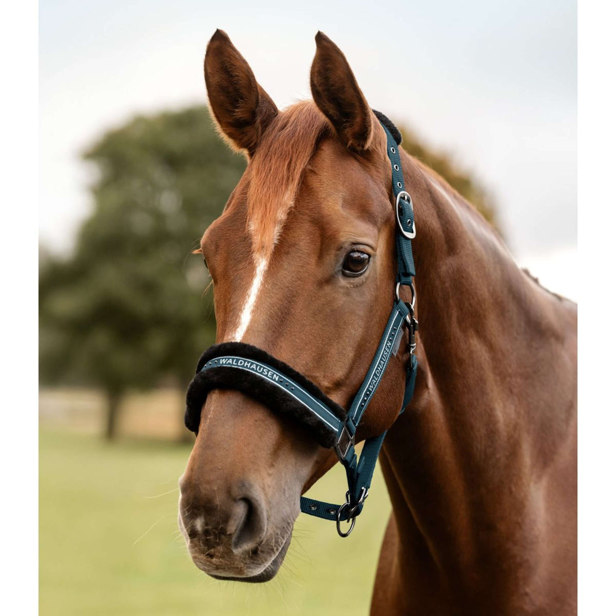 Waldhausen Halster Elegant Petrol Blue