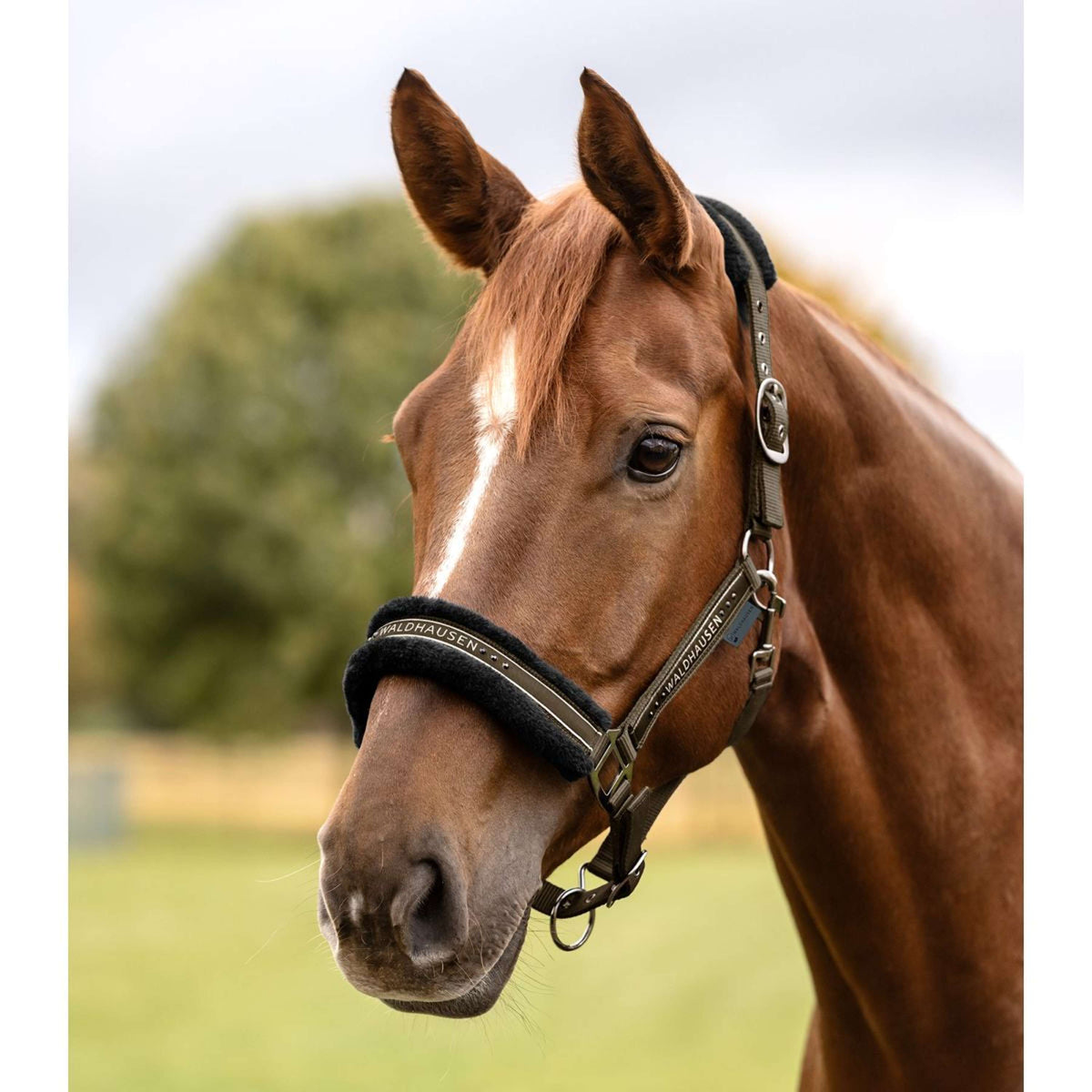 Waldhausen Halster Elegant Groen/Bruin