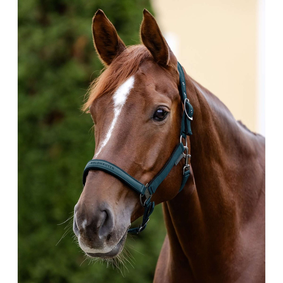 Waldhausen Halster Athletic Petrol Blue