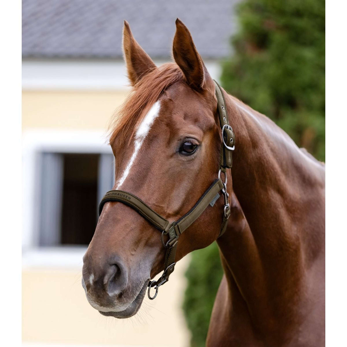 Waldhausen Halster Athletic Groen/Bruin