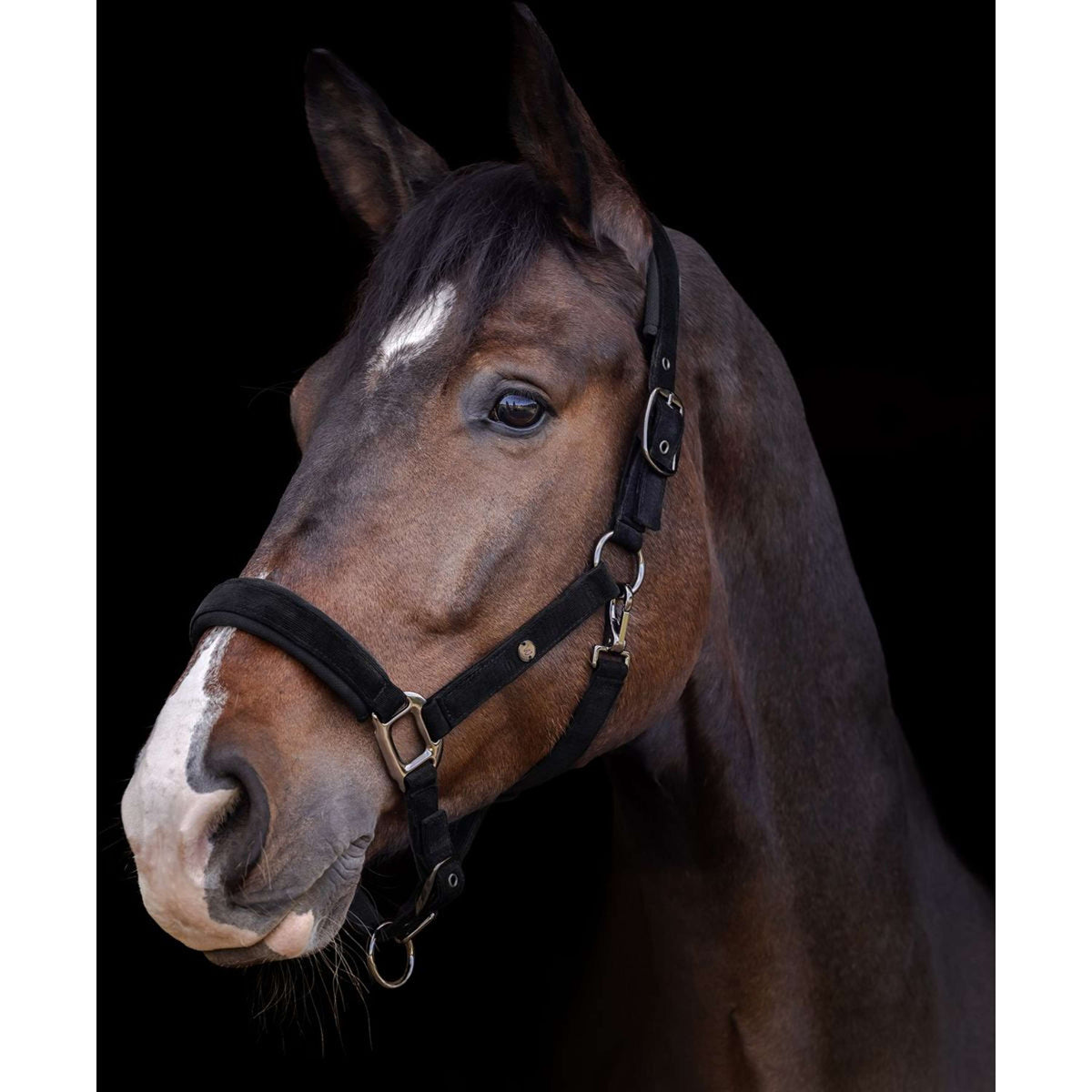 Waldhausen Halster St. Gallen Zwart