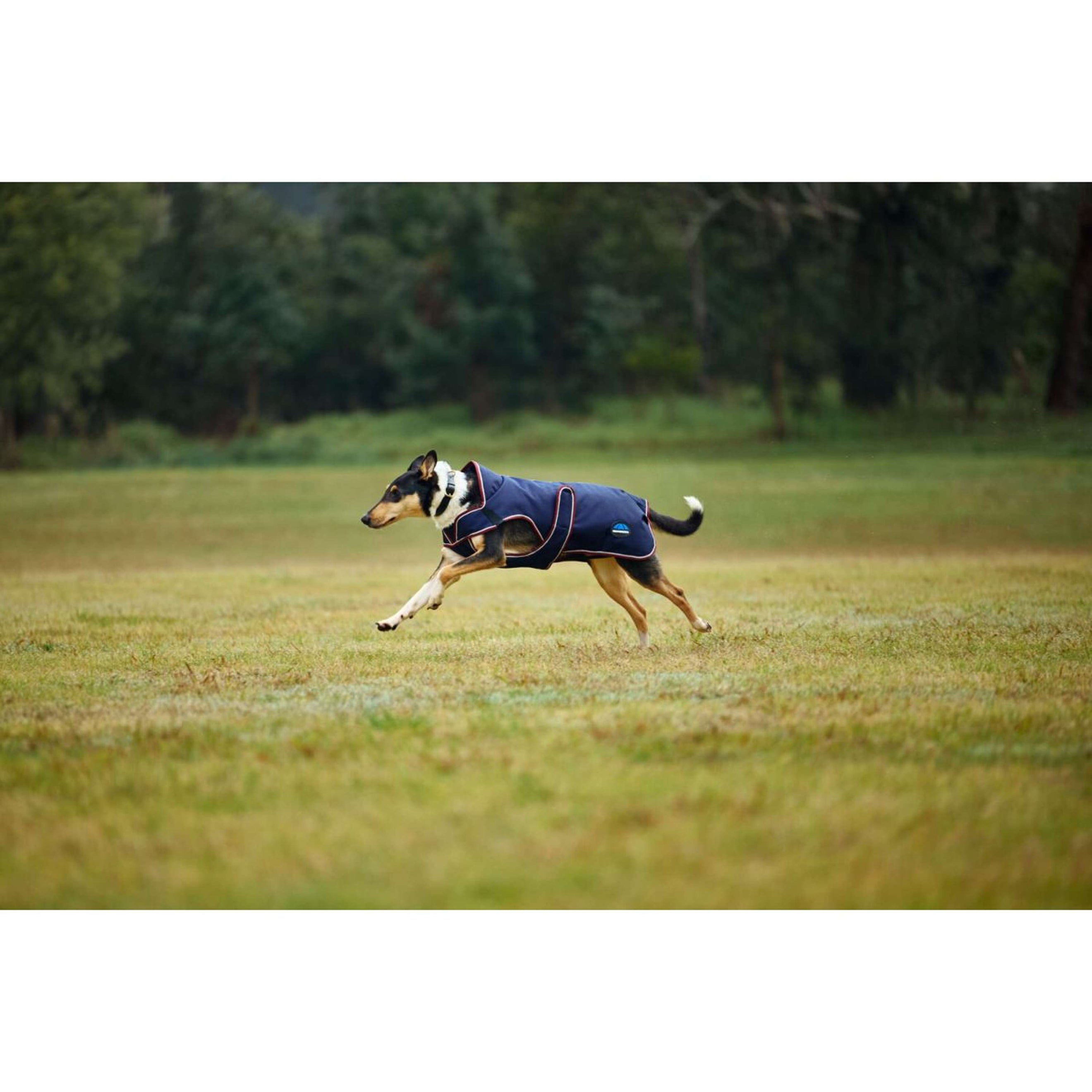 WeatherBeeta Hondendeken ComFiTec Premier Deluxe Waterproof Navy/Burgundy