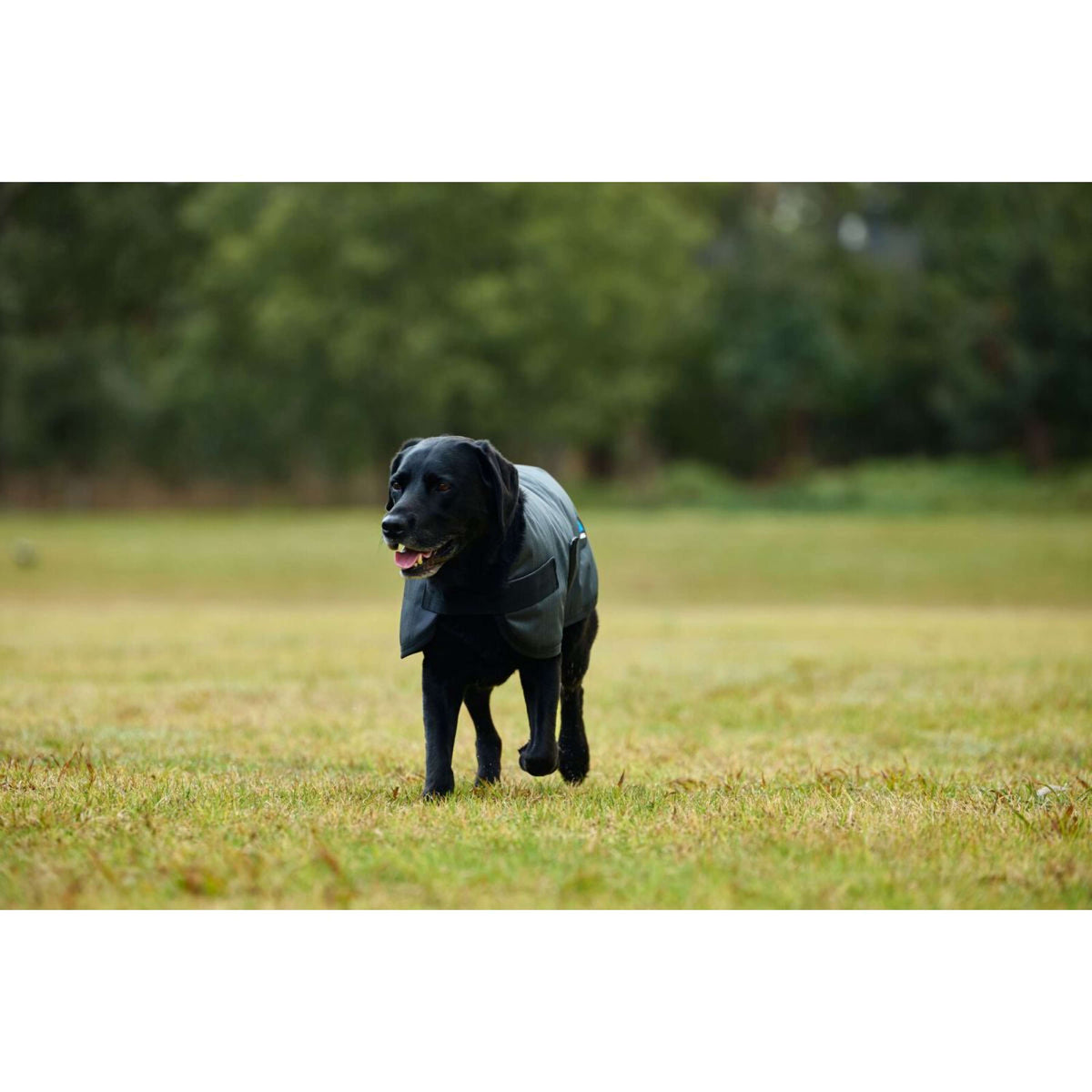 WeatherBeeta Hondendeken ComFiTec Classic Waterproof Charcoal