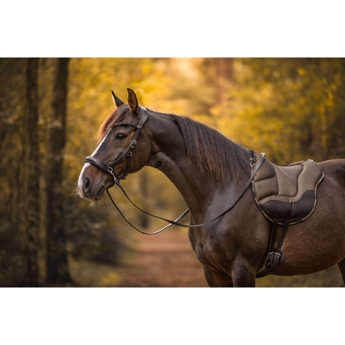 F.R.A. Bareback Pad Dardo Basic Bling Bling