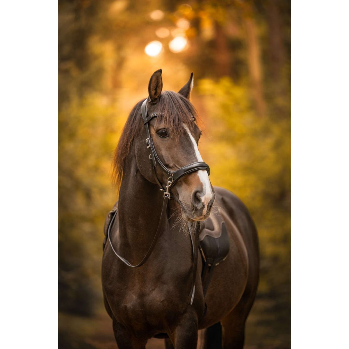 F.R.A. Bitloos Hoofdstel Moonlight Zwart